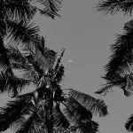 3 (1)